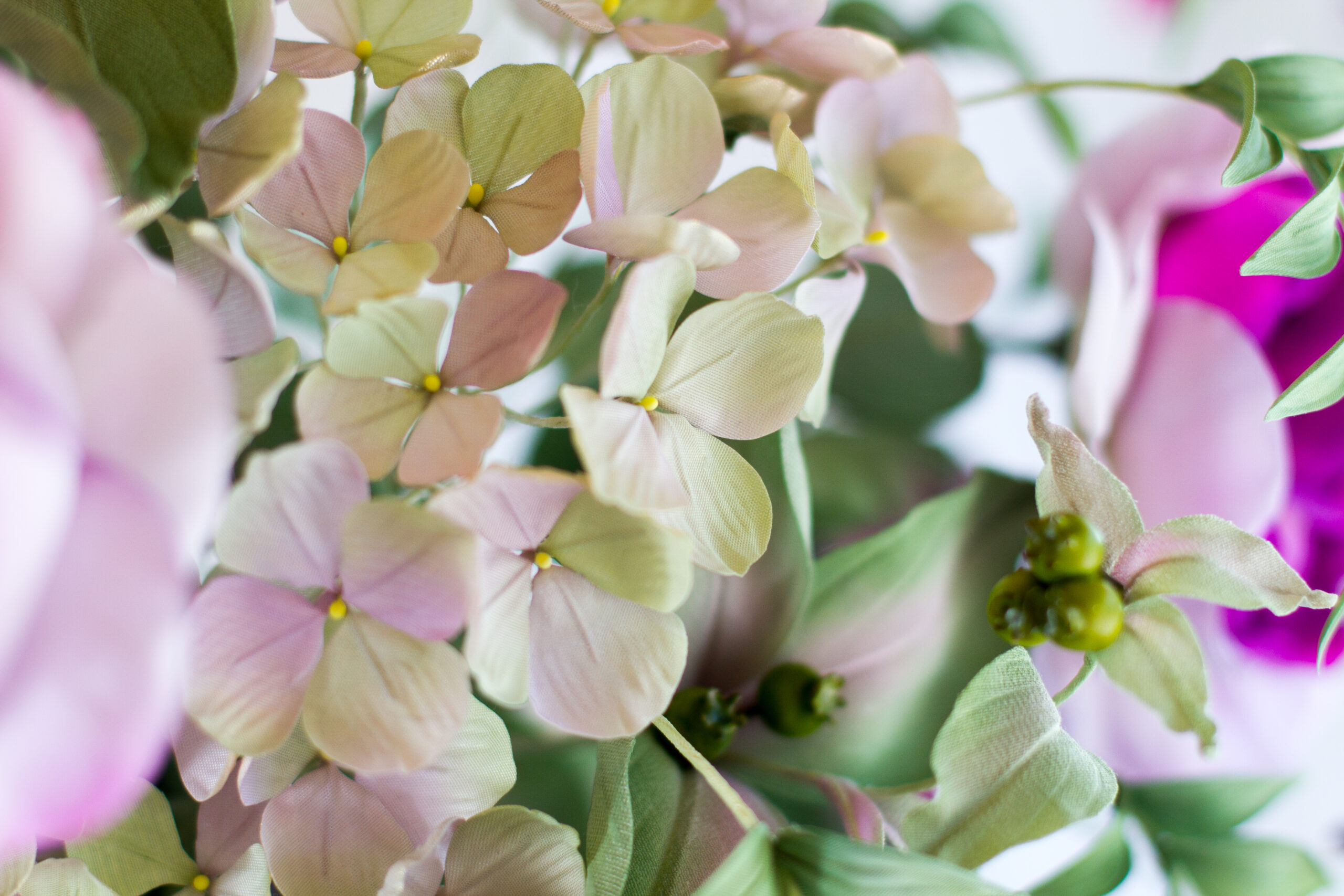 Hydrangea in bloom