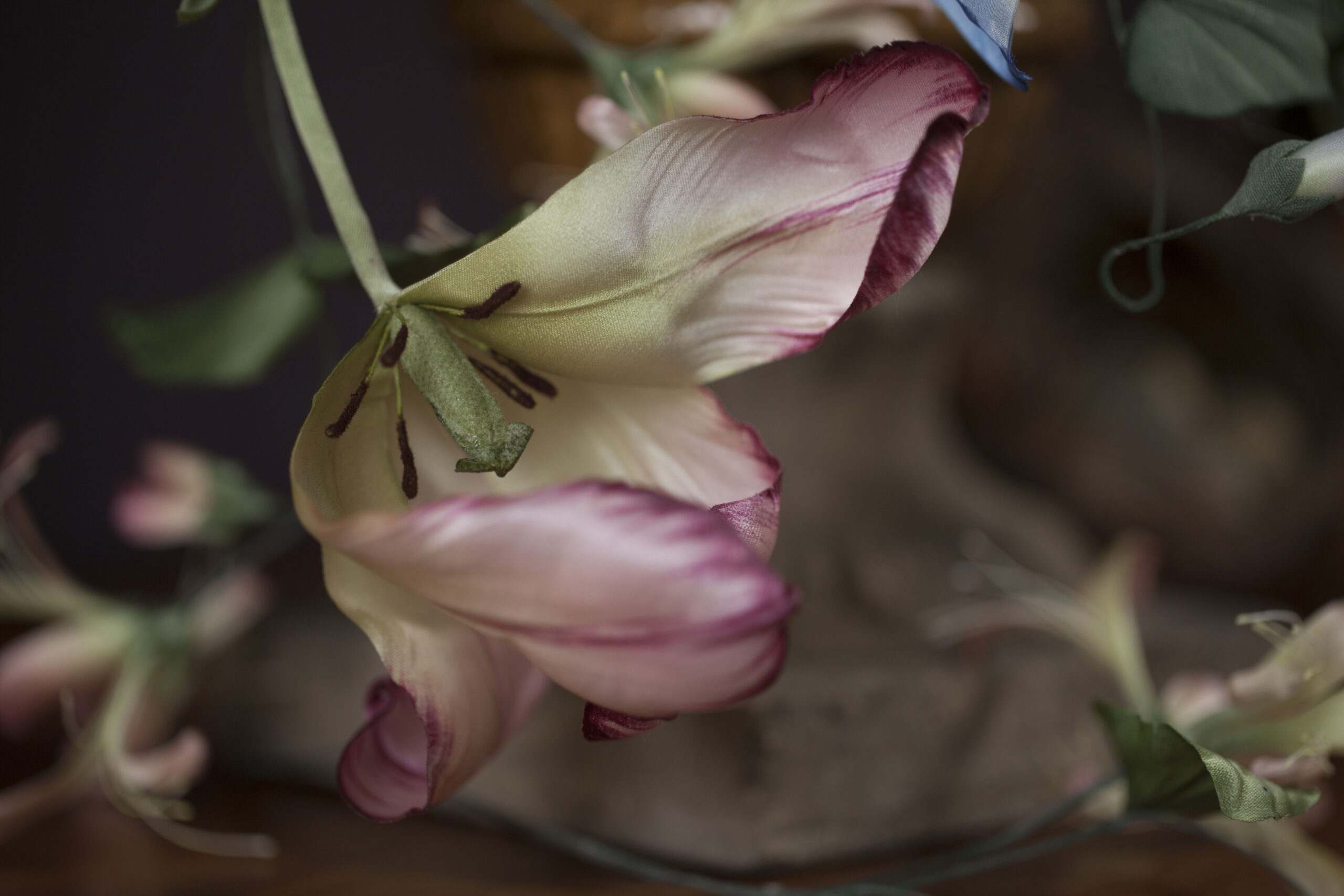 Wilting tulip