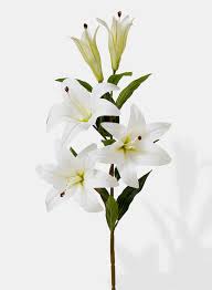white lily