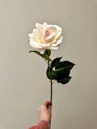 elegant rose